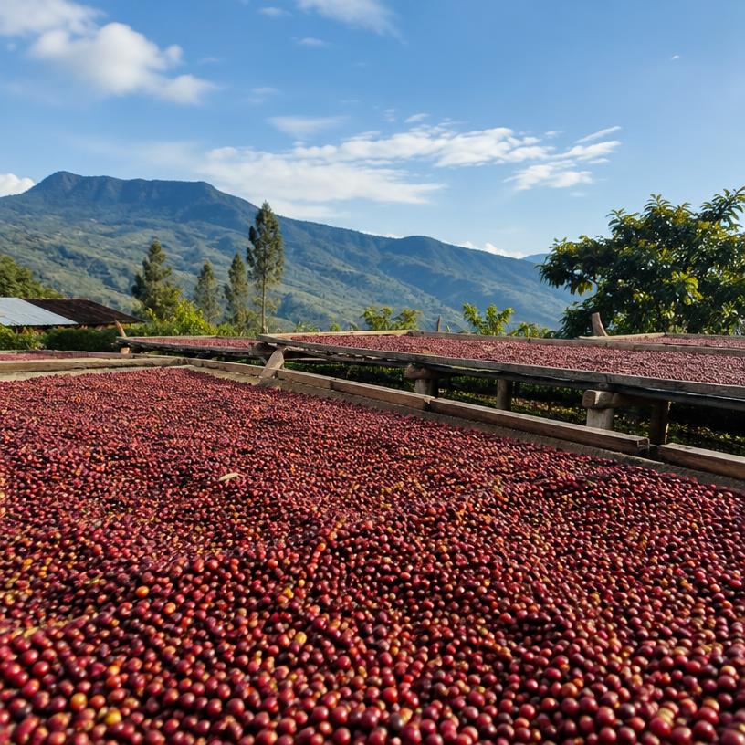 Gayo Arabica Washed